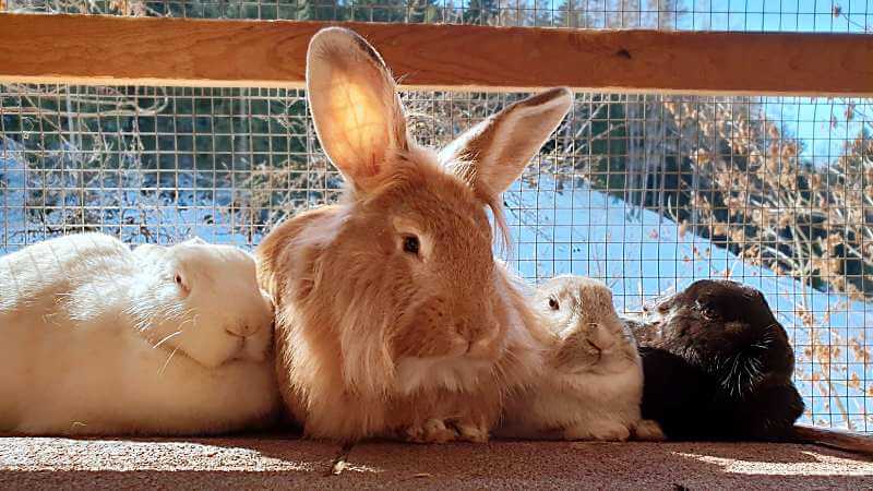 Vier Kaninchen sonnen sich im Außengehege: Was brauchen Kaninchen als Haustier?